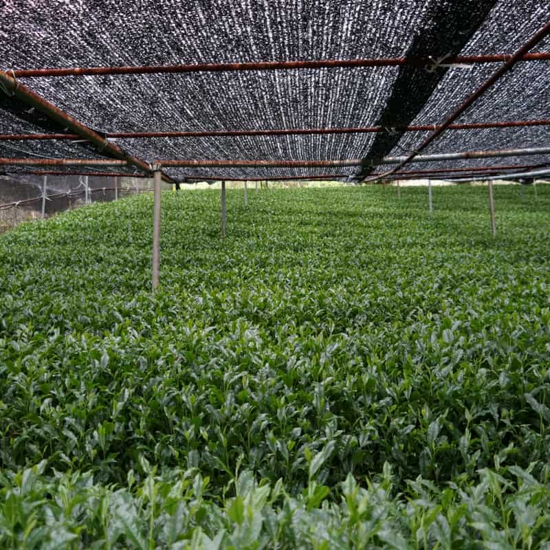 About Matcha Zen Green Tea