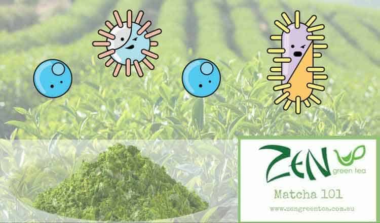 Matcha Green Tea Powder Boosts Immune System